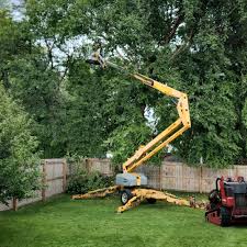 How Our Tree Care Process Works  in Menlo Park, CA